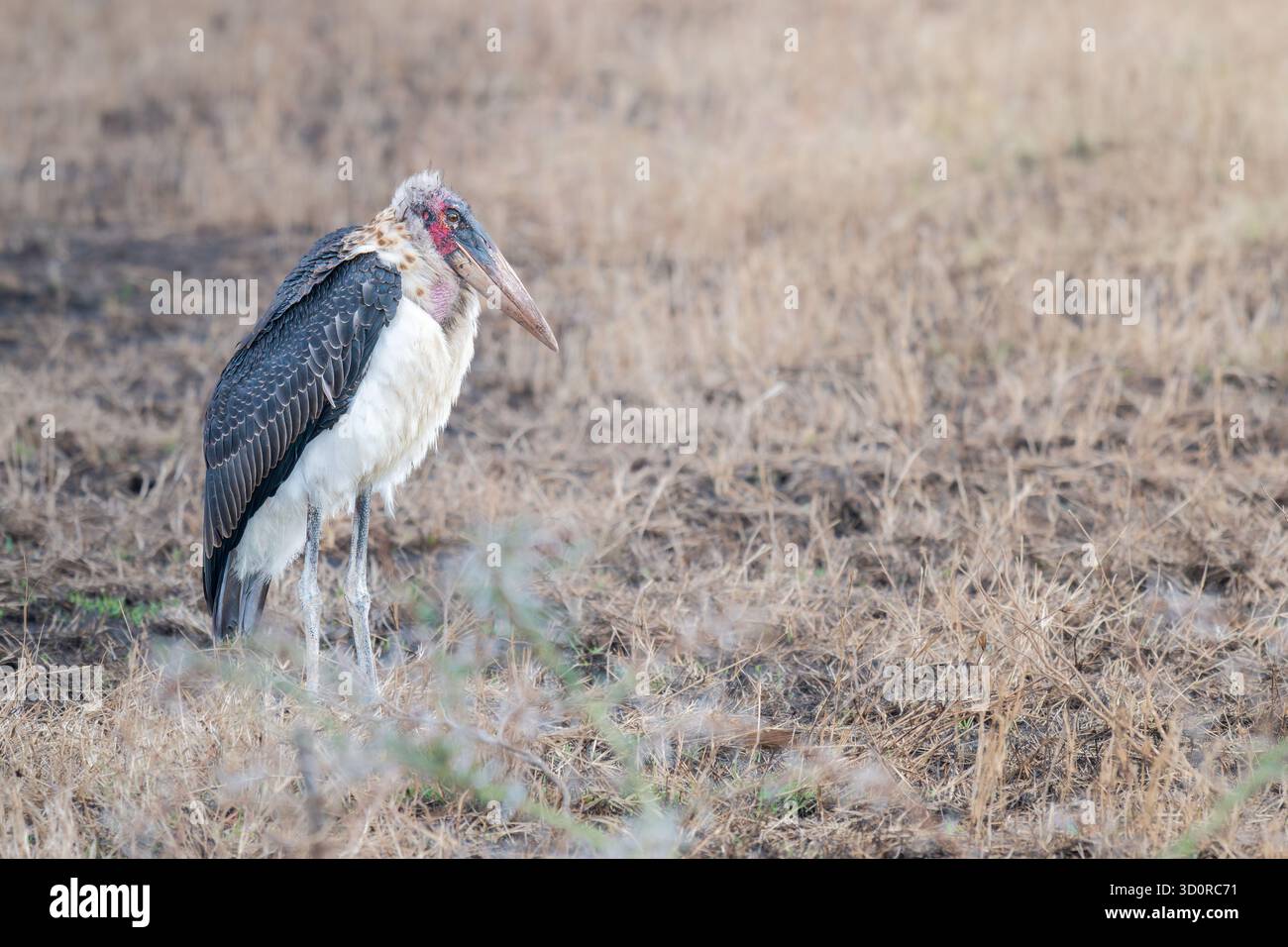 Una sola cicogna di Marabou (Leptoptilos crumenifer), un grande uccello da guado della famiglia Ciconiidae originario dell'Africa sub-sahariana. Foto Stock