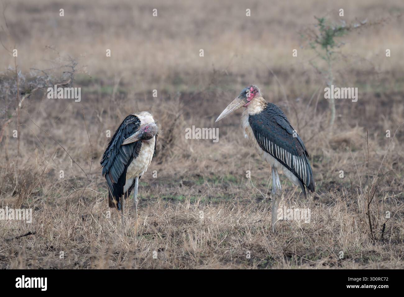 Due cicogne di Marabou (Leptoptilos crumenifer), un grande uccello scavatore della famiglia Ciconiidae originario dell'Africa sub-sahariana. Serengeti Foto Stock