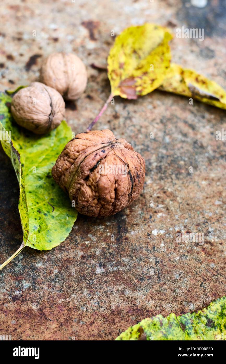 Primo piano di tre noci e foglie su una superficie rustica, catturando l'essenza dell'autunno con colori e texture naturali. Foto Stock