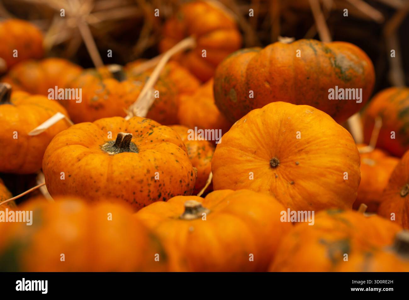 Primo piano di piccole zucche arancioni disposte insieme in un ambiente rustico autunnale che simboleggia il raccolto stagionale. Foto Stock