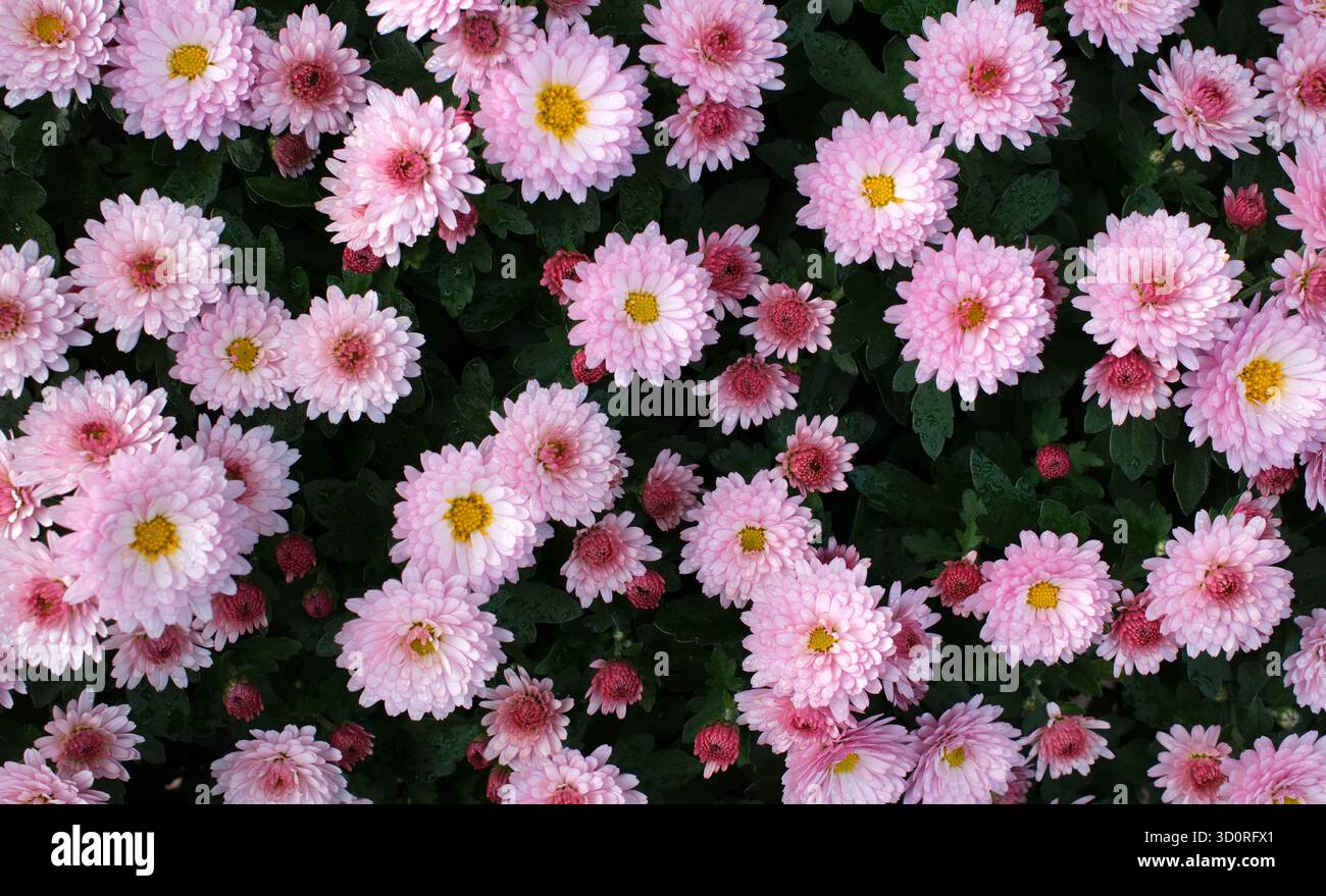 I gruppi di Crisantemi rosa (Chrysanthemum indicum) sono in piena fioritura, mostrando strati di delicati petali. Ogni fiore presenta un giallo vibrante Foto Stock