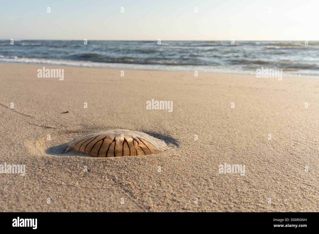 Meduse arenate su una spiaggia sabbiosa con dolci onde sullo sfondo in una giornata di sole al mare. Foto Stock