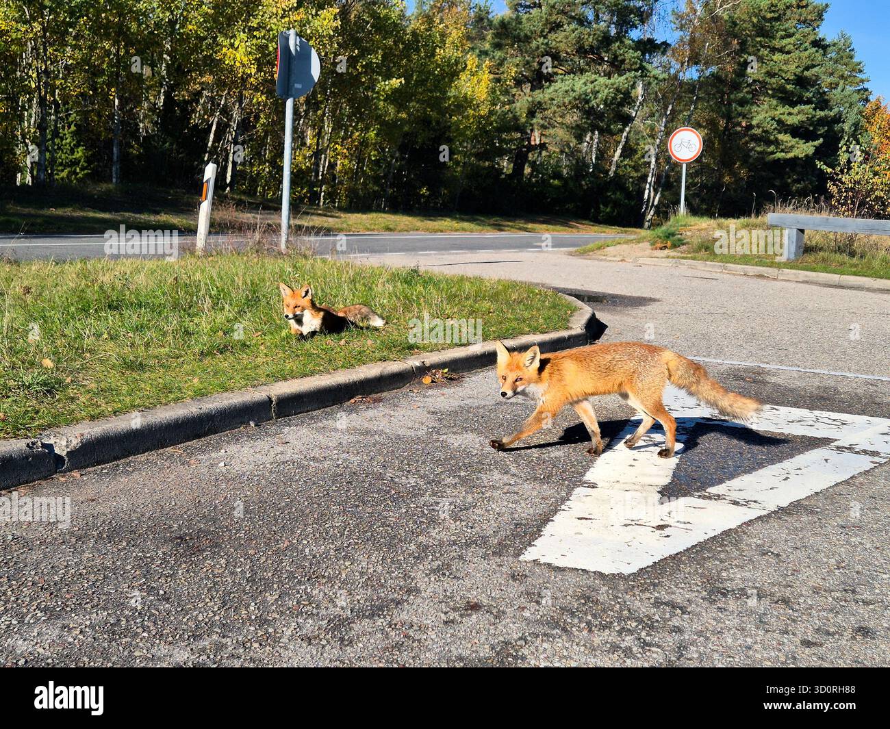 Un affascinante incontro con la fauna selvatica mostra due volpi rosse che interagiscono con un ambiente artificiale nel Parco nazionale Curonian Spit della Lituania. Foto Stock