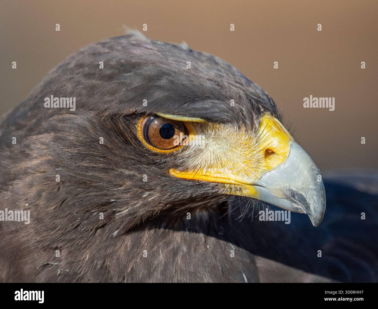 Primo piano di un falco americano di Harry (Unicinctus). Conosciuto anche come falco alato di baia o falco dusky, e conosciuto in America Latina come il peuco . Foto Stock