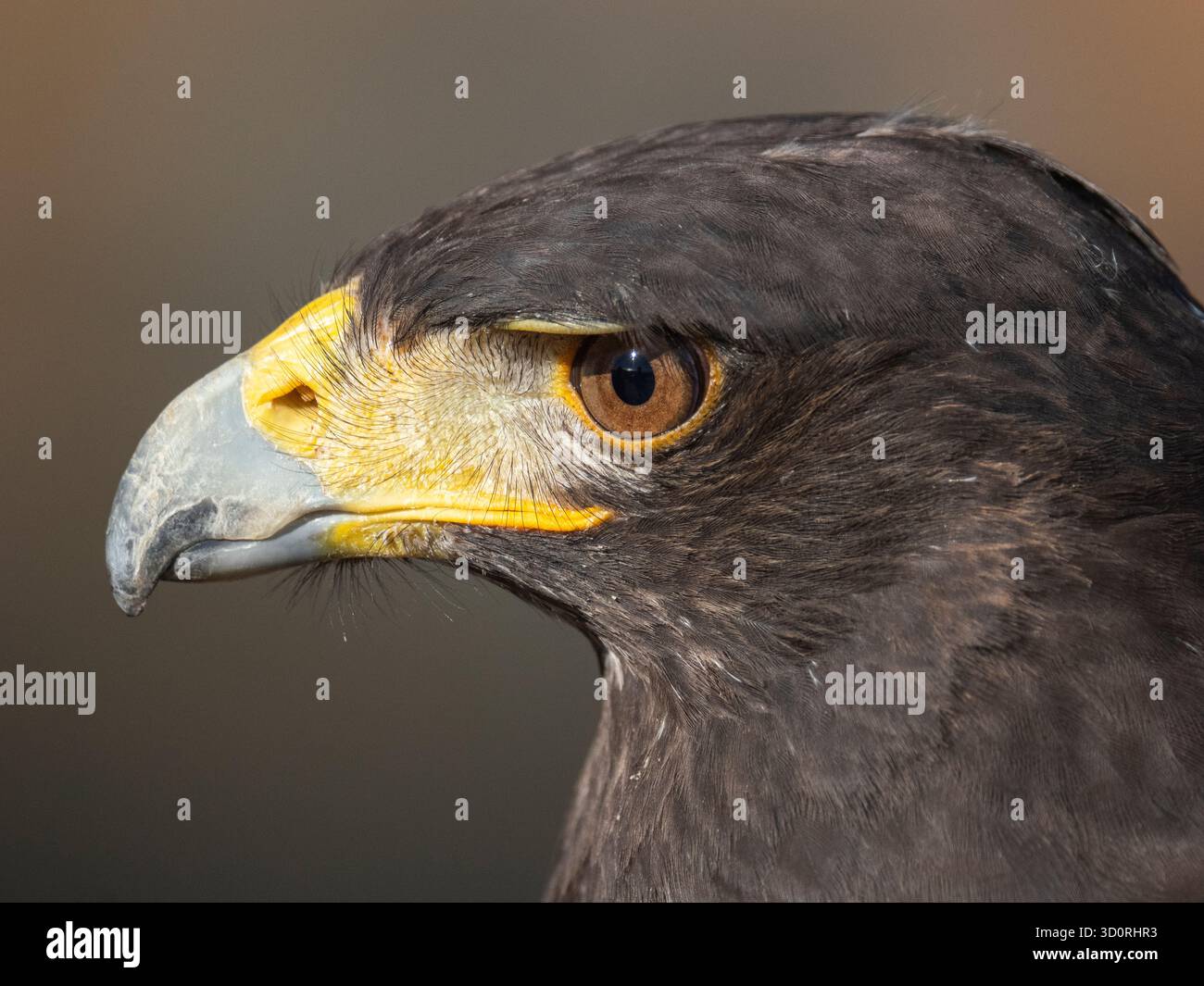 Primo piano di un falco americano di Harry (Unicinctus). Conosciuto anche come falco alato di baia o falco dusky, e conosciuto in America Latina come il peuco . Foto Stock