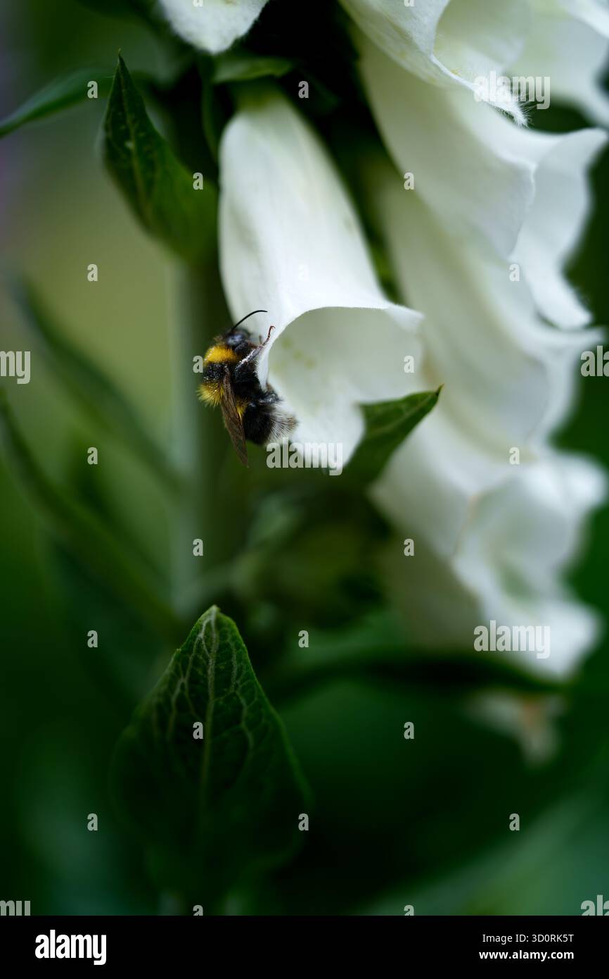 Un bumblebee che raccoglie il nettare da un fiore bianco di foxglove (digitalis). Vista ravvicinata con luce naturale. Foto Stock
