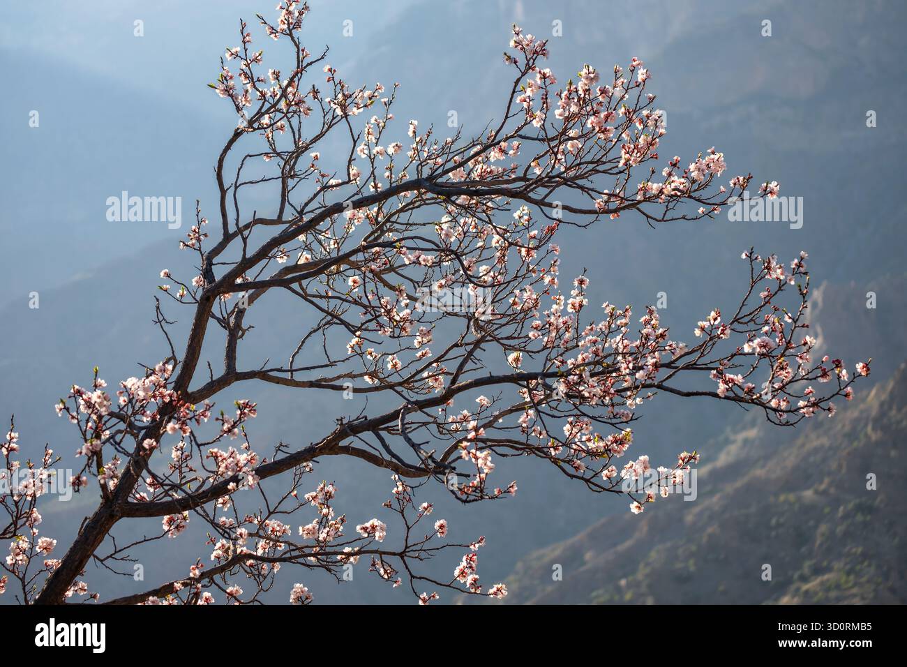 Una foto accattivante cattura l'eterea bellezza del villaggio di Wakan a febbraio. Il villaggio appare celeste, sullo sfondo di colline, come albicocca Foto Stock