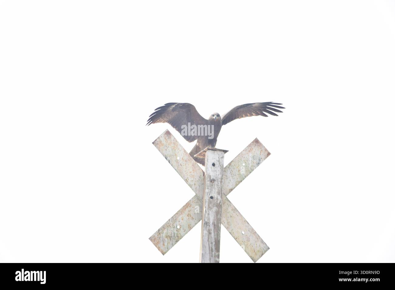 Falcon - il cacciatore veloce e simbolo del potere nel cielo Foto Stock