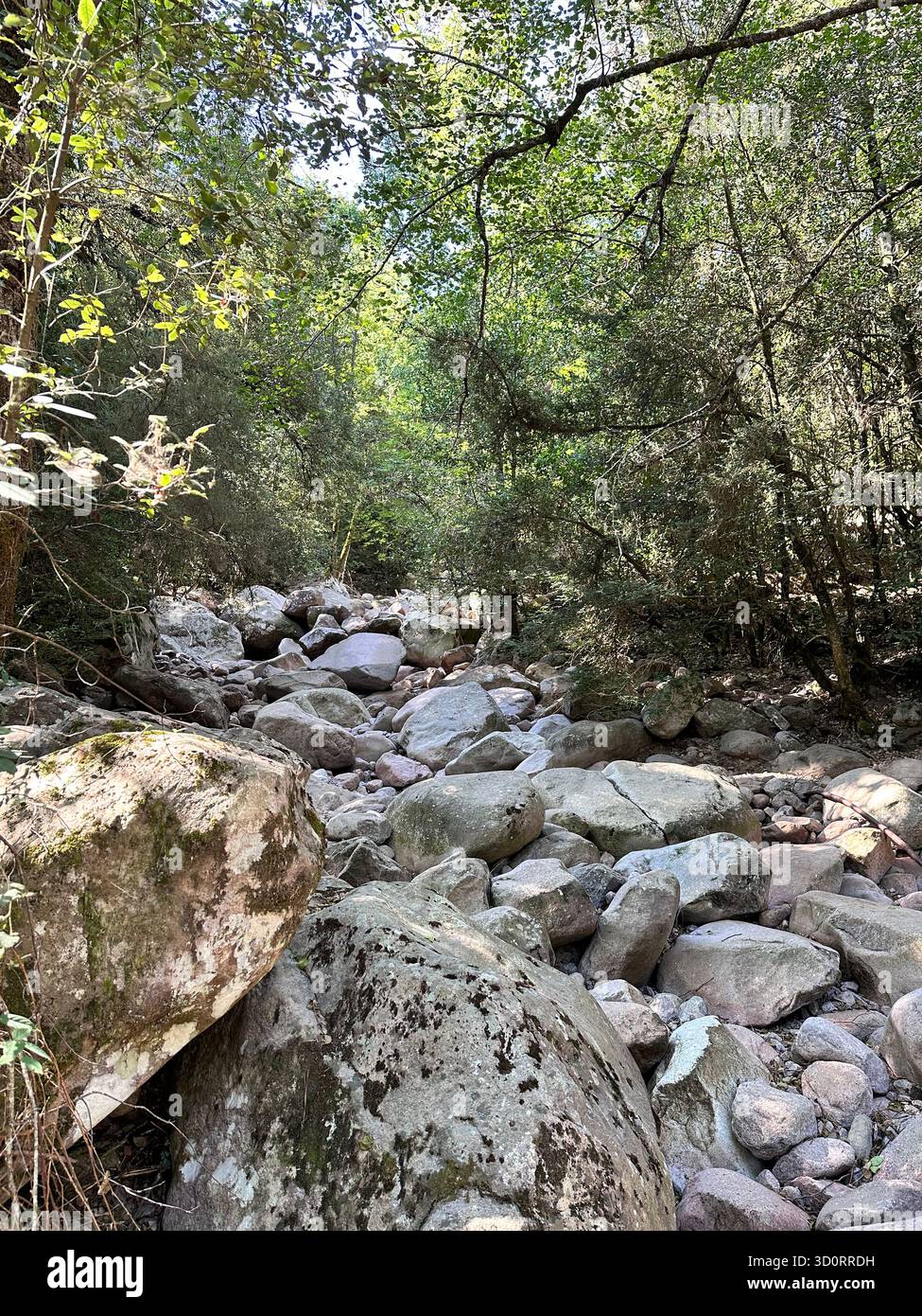 Letto di fiume roccioso secco pieno di grandi massi di granito in una fitta foresta sull'isola di Corsica, Francia. Selvaggio paesaggio mediterraneo di boschi. - Immagine stock catturata con smartphone