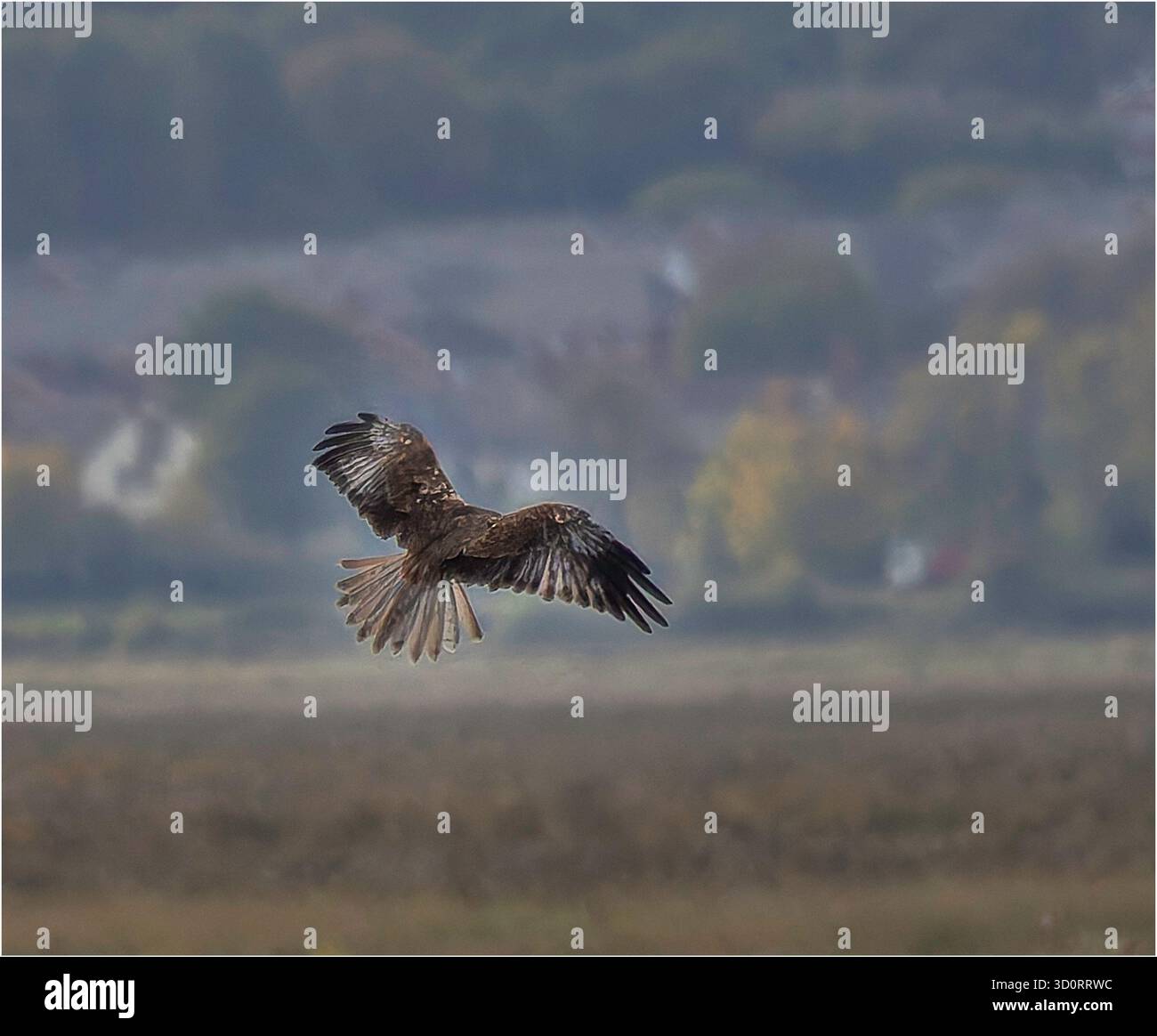 Marsh Harrier (Circus aeruginosus) che si libra a metà volo mentre caccia al Parkgate Saltmarsh, Wirral, Regno Unito. Questo grande raptor è c Foto Stock