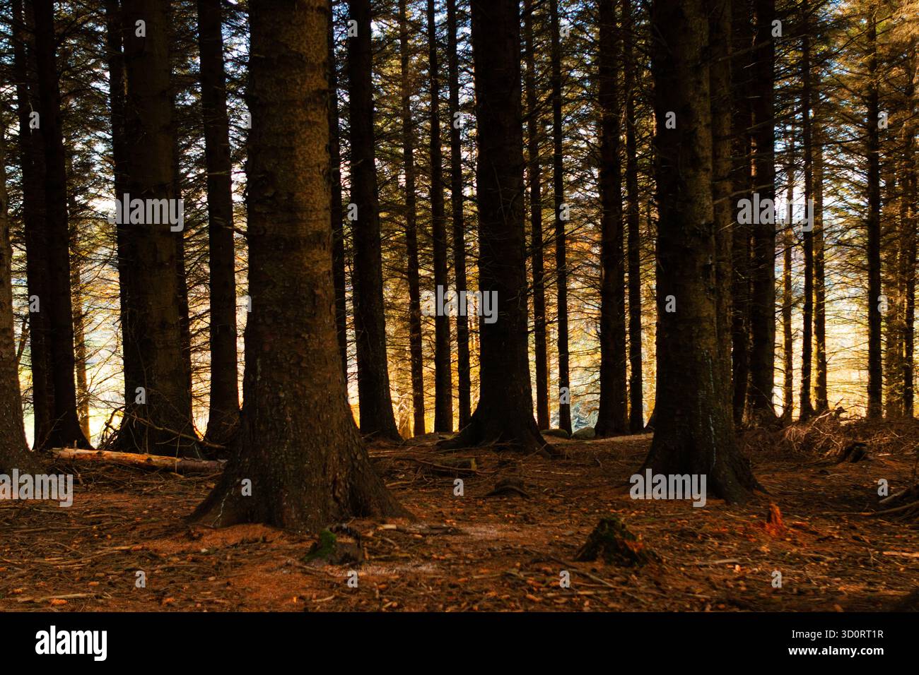 L'interno della foresta è umido a Ticknock, con luce soffusa del sole che si illumina in lontananza oltre gli alberi Foto Stock