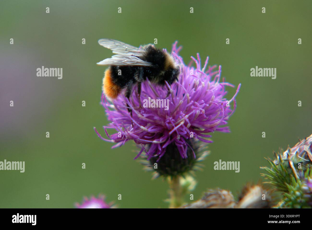 Impollinazione in viola – Bumblebee on Thistle Foto Stock
