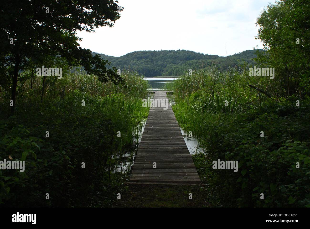 Un molo o molo di legno conduce attraverso dense canne verdi e un paesaggio paludoso verso un lago forestale, incorniciato da alberi scuri. Foto Stock
