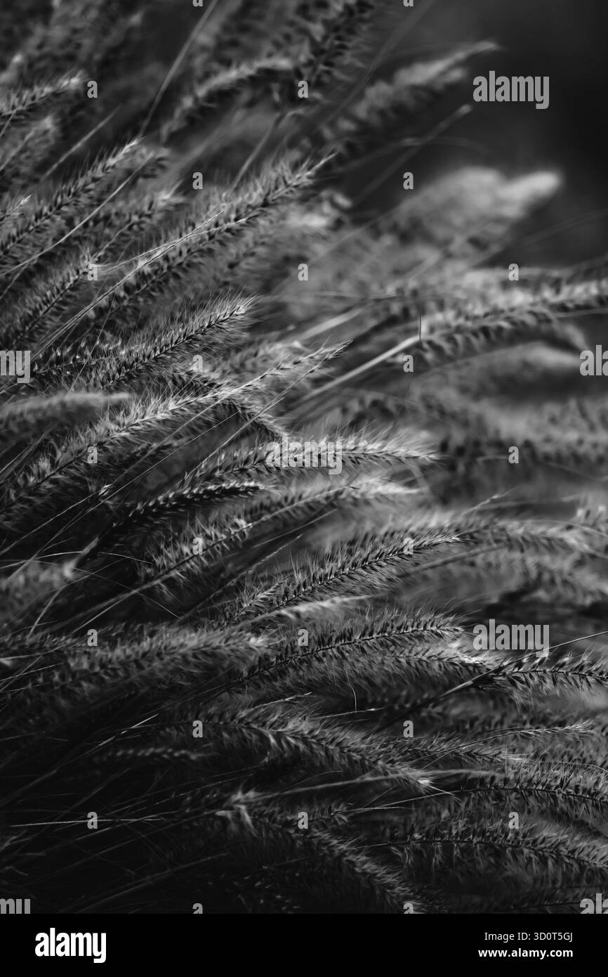 Fotografie artistiche in bianco e nero che catturano i fiori in forma astratta, esplorano la luce, la consistenza e il tono per rivelare la geometria silenziosa della natura. Foto Stock