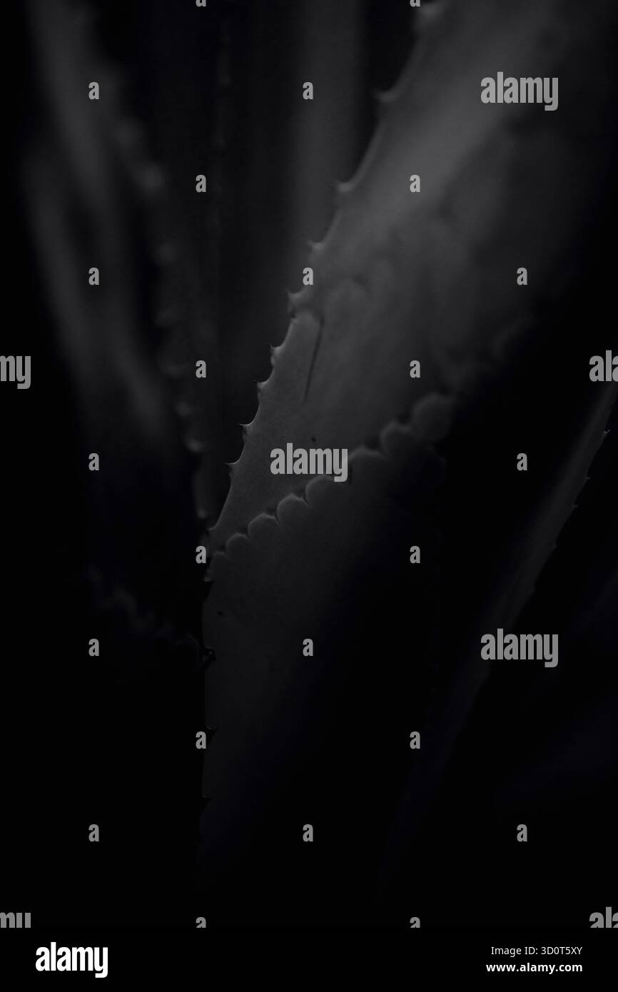 Fotografie artistiche in bianco e nero che catturano i fiori in forma astratta, esplorano la luce, la consistenza e il tono per rivelare la geometria silenziosa della natura. Foto Stock