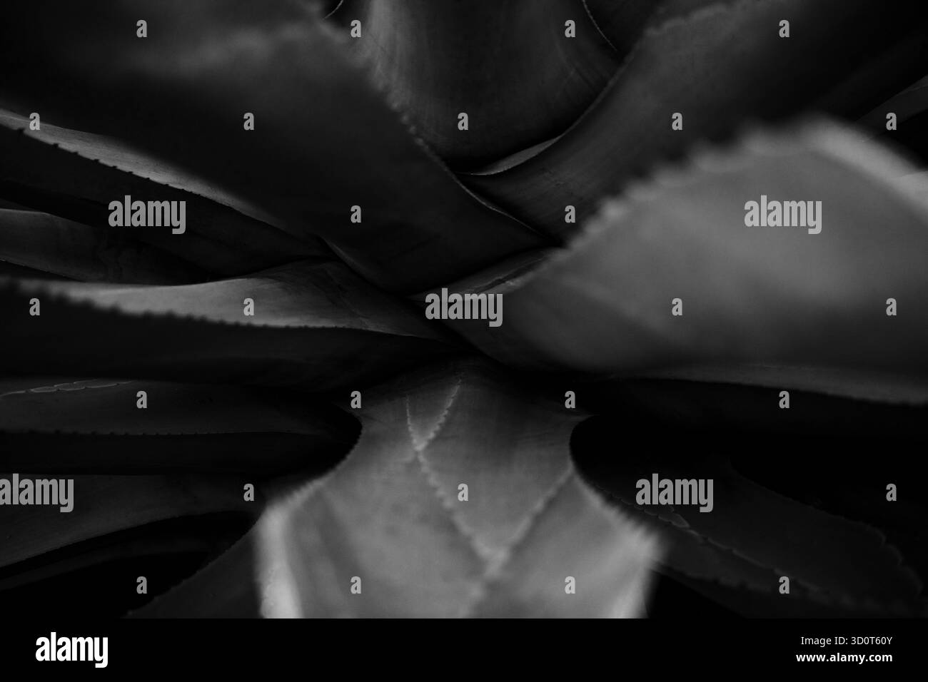 Fotografie artistiche in bianco e nero che catturano i fiori in forma astratta, esplorano la luce, la consistenza e il tono per rivelare la geometria silenziosa della natura. Foto Stock