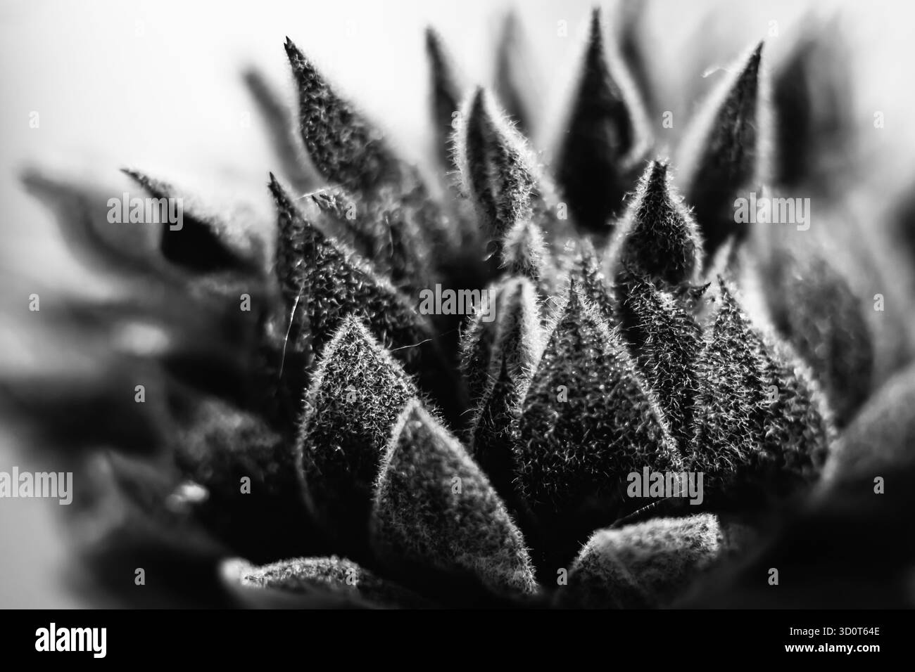 Fotografie artistiche in bianco e nero che catturano i fiori in forma astratta, esplorano la luce, la consistenza e il tono per rivelare la geometria silenziosa della natura. Foto Stock