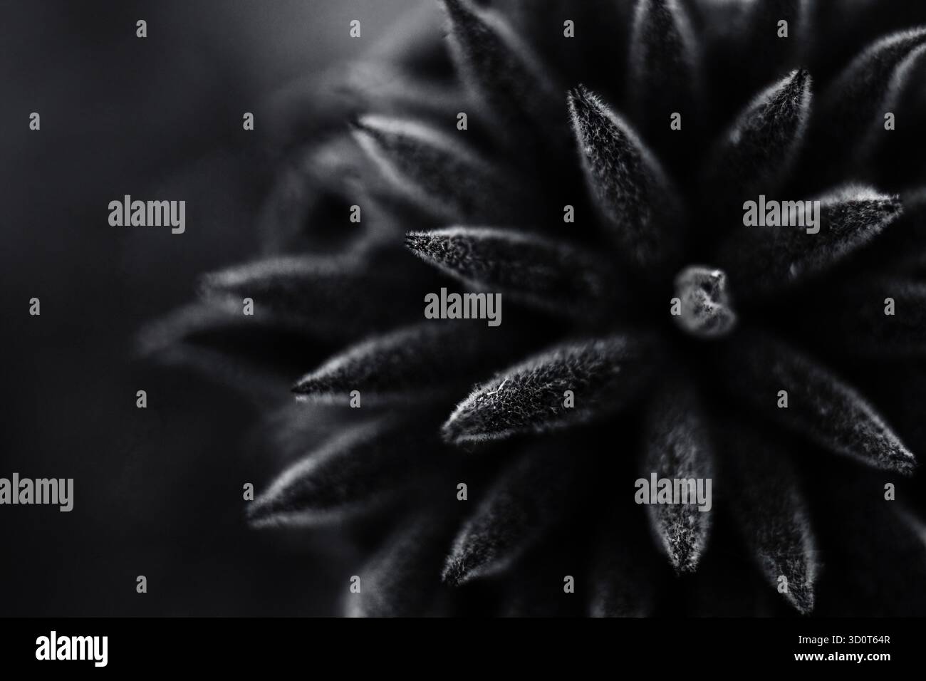 Fotografie artistiche in bianco e nero che catturano i fiori in forma astratta, esplorano la luce, la consistenza e il tono per rivelare la geometria silenziosa della natura. Foto Stock