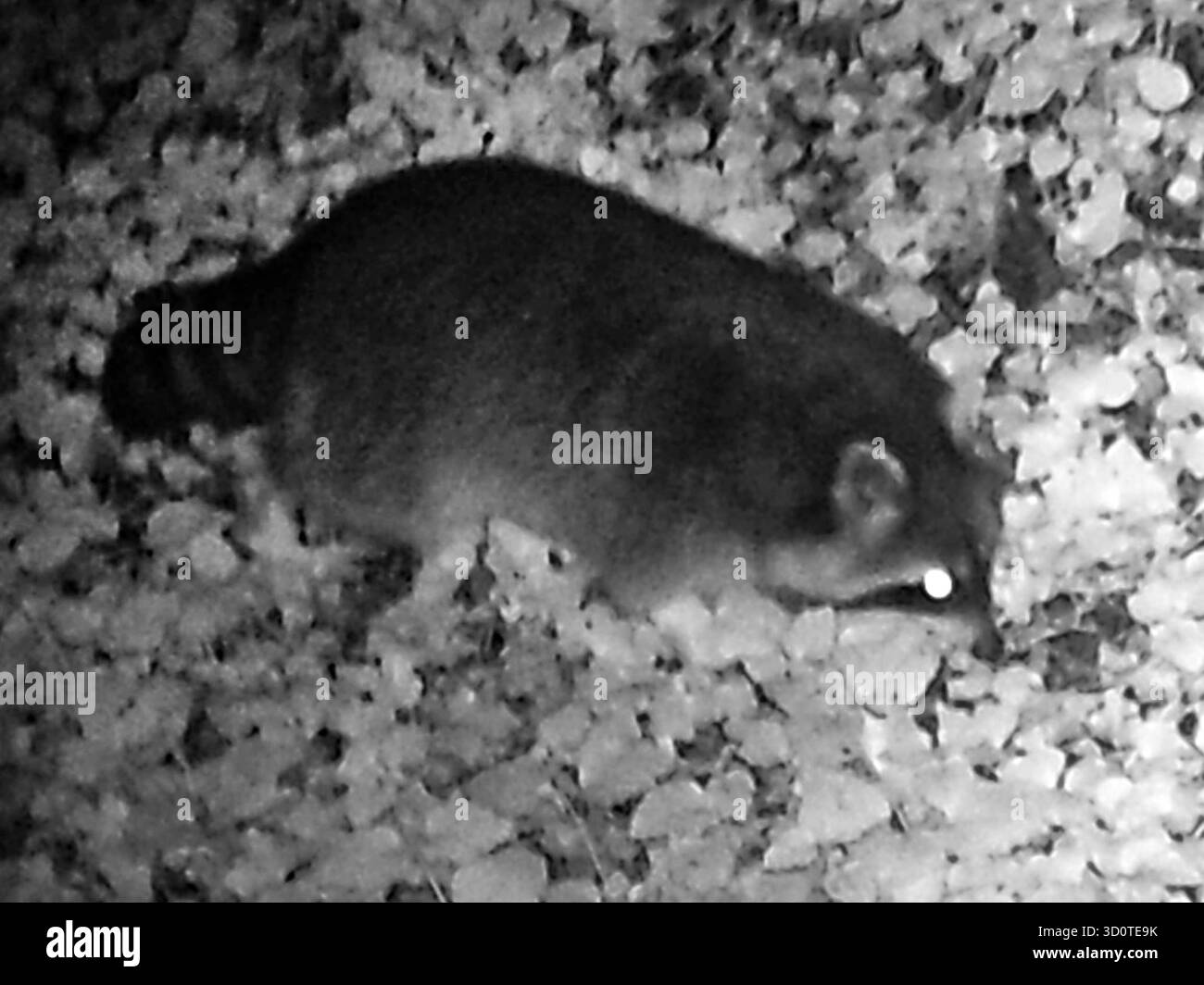 Neozoen in der Fotofalle Eine Wild- oder auch Jagdkamera, Die bei jedem Wetter mittels Bewegungsmelder Video und auch Fotoaufnahmen macht und in der Nacht automatisch auf Infrarotaufnahmen umstellt zeigt einen Waschbär Essen Nordrhein-Westfalen Deutschland *** Neozoa nella trappola fotografica utilizza automaticamente una telecamera a nella Renania settentrionale e i rilevatori di caccia di animali selvatici in Renania, in Renania, in Germania Foto Stock