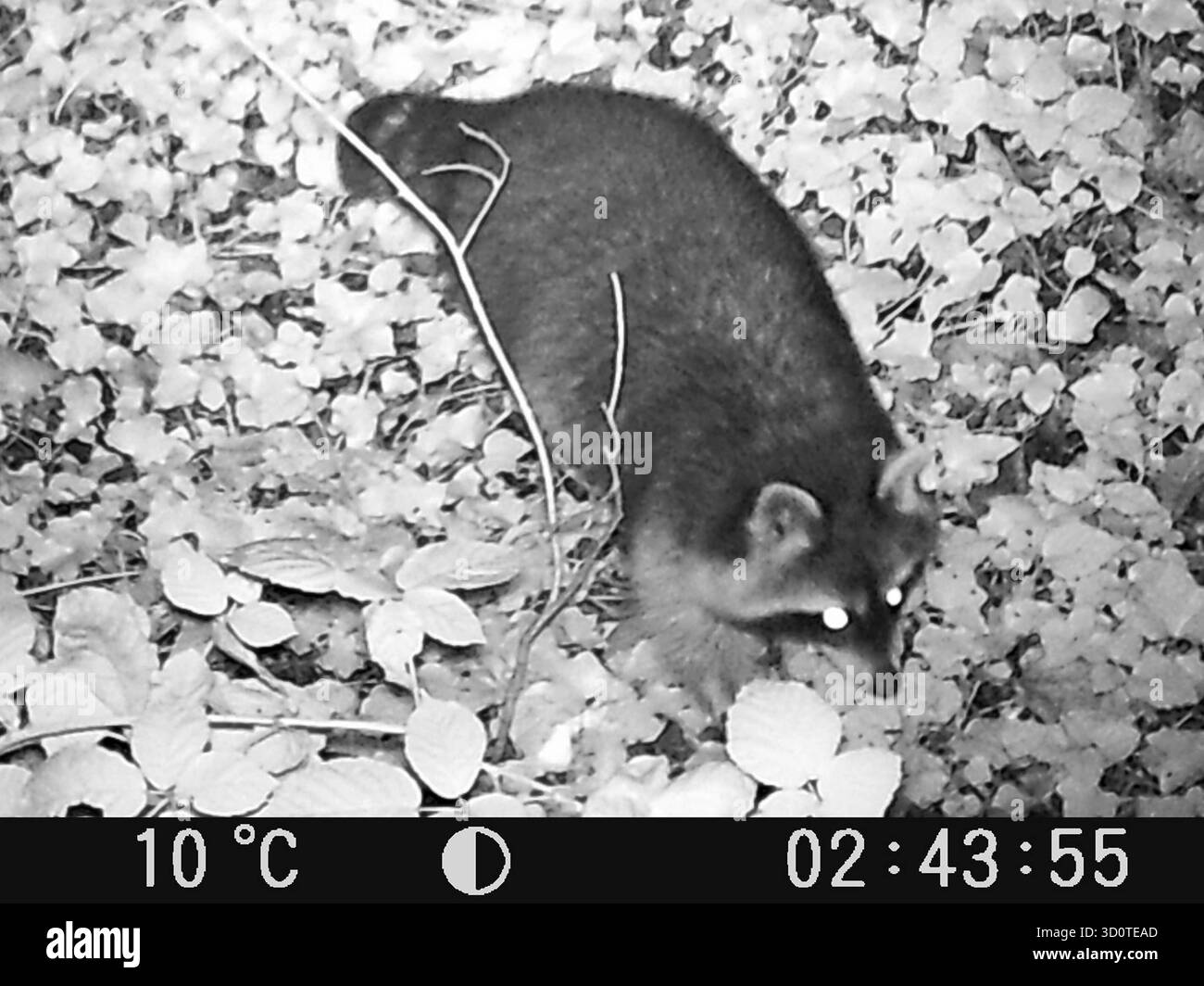 Neozoen in der Fotofalle Eine Wild- oder auch Jagdkamera, Die bei jedem Wetter mittels Bewegungsmelder Video und auch Fotoaufnahmen macht und in der Nacht automatisch auf Infrarotaufnahmen umstellt zeigt einen Waschbär Essen Nordrhein-Westfalen Deutschland *** Neozoa nella trappola fotografica utilizza automaticamente una telecamera a nella Renania settentrionale e i rilevatori di caccia di animali selvatici in Renania, in Renania, in Germania Foto Stock