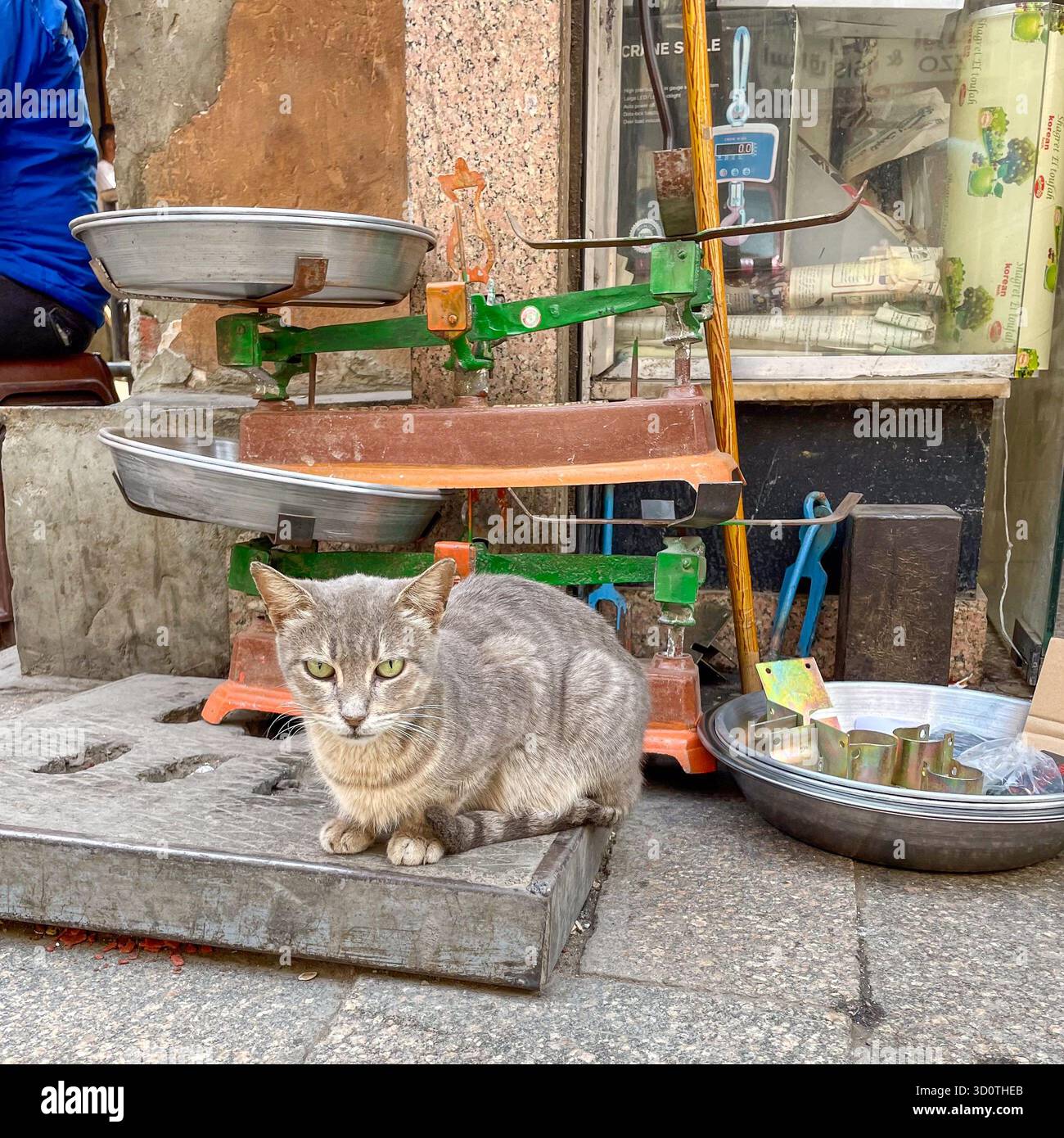 Un gatto baladi randagio egiziano si trova accanto a una bilancia al mercato del Cairo - Immagine stock catturata con smartphone