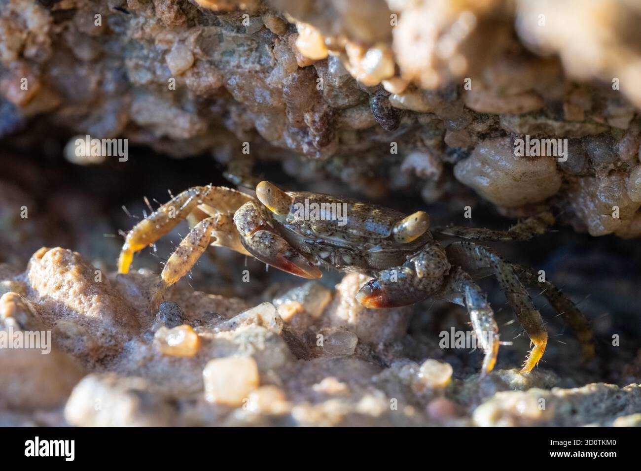 Primo piano del granchio del genere Metopograpsus nascosto sotto la roccia nel Mar Rosso, Egitto Foto Stock