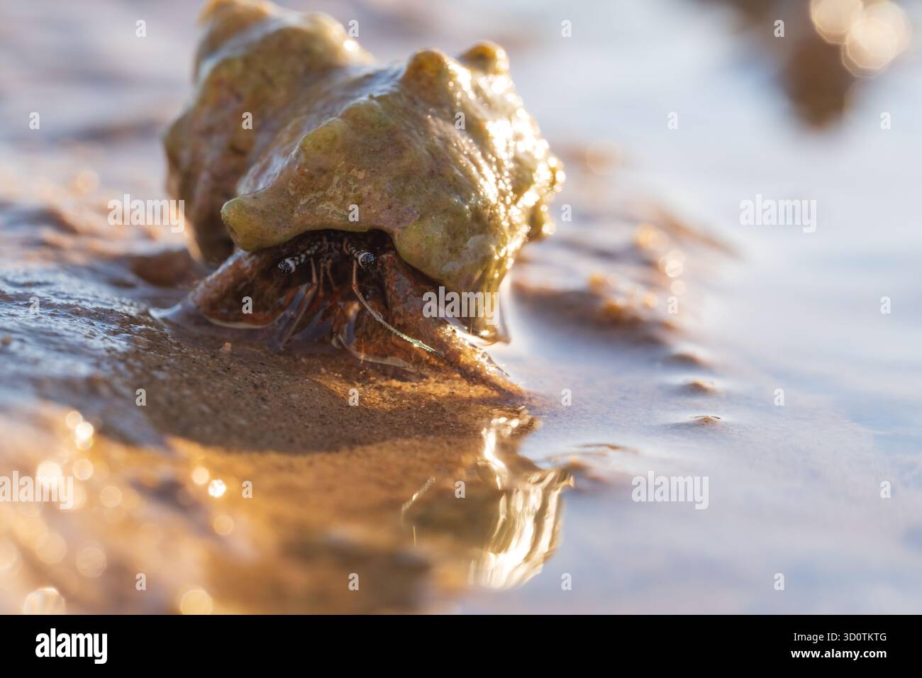 Il granchio eremita (famiglia Diogenidae), mancino, cammina lungo l'acqua durante la bassa marea, Zaafrana, Mar Rosso, Egitto Foto Stock