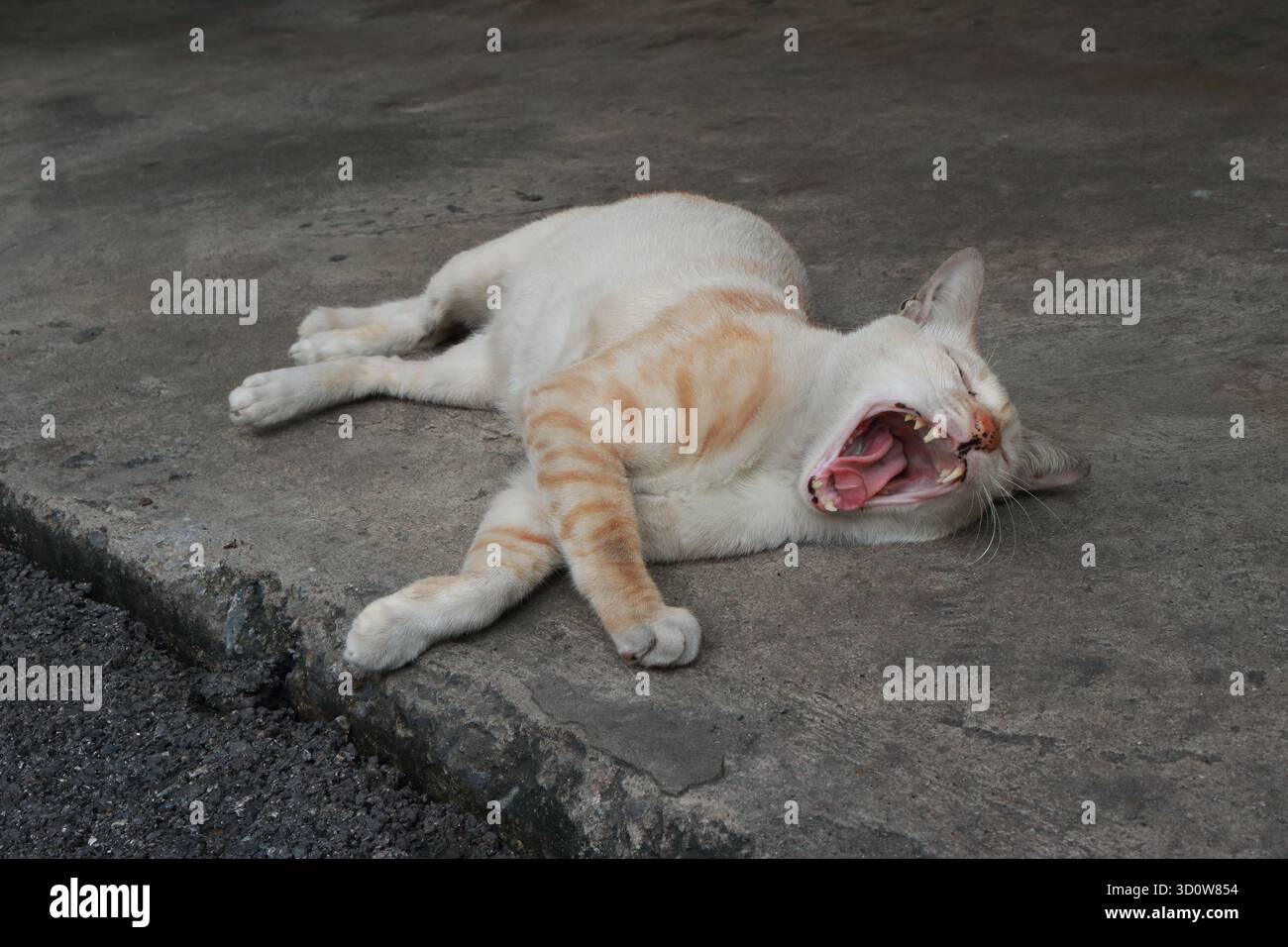 Primo piano di colori misti bianco e arancio che sbadiglia il gatto mentre dorme sul lato del parcheggio Foto Stock