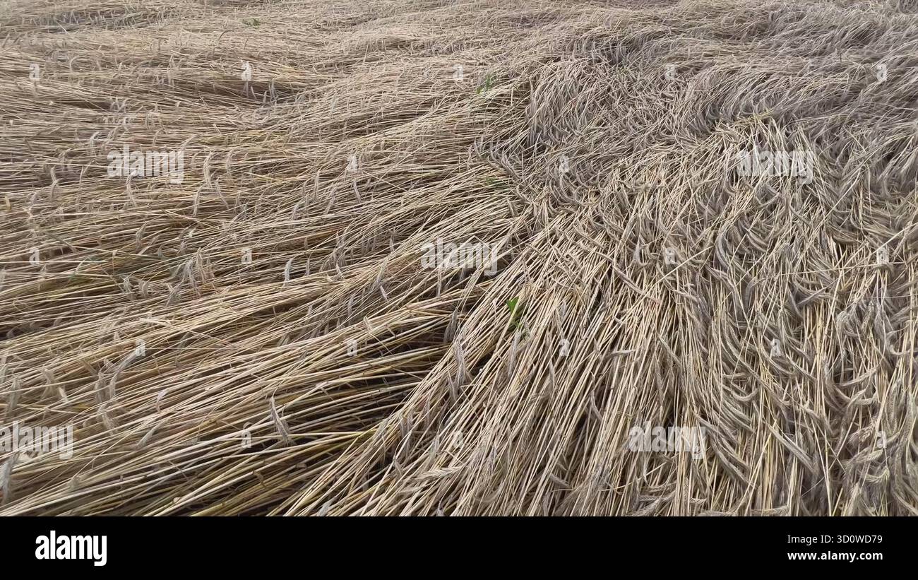 I cerchi del raccolto in un campo di grano creano un motivo misterioso Foto Stock