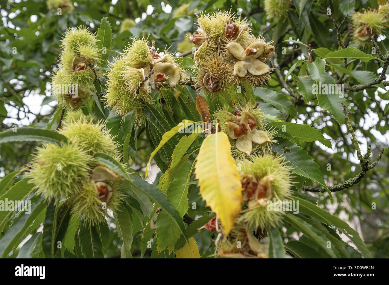 Frutti maturi di castagna dolce (Castanea sativa), Baviera, Germania Foto Stock