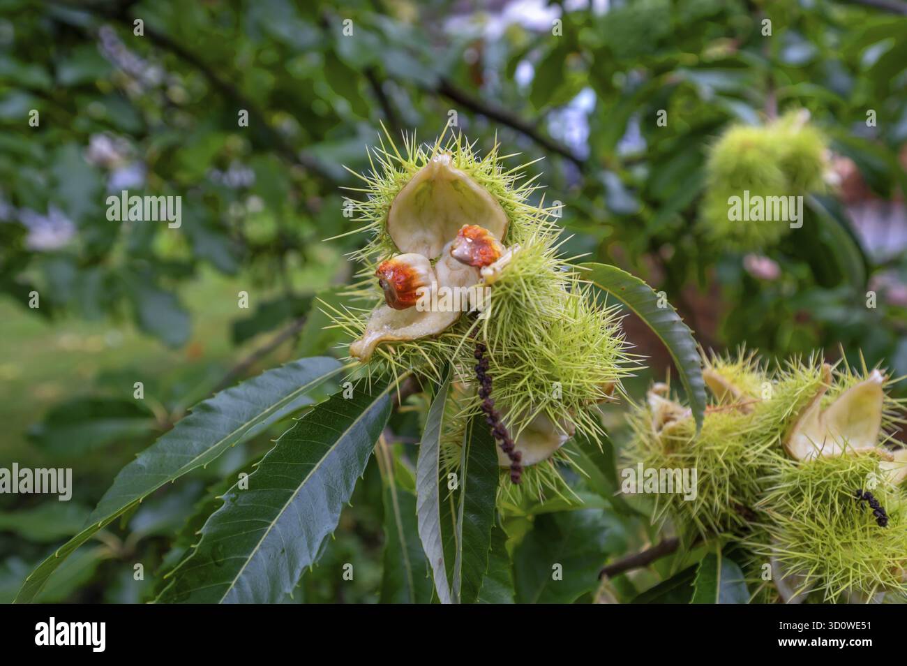 Frutto di una castagna dolce incrinata (Castanea sativa), Baviera, Germania Foto Stock