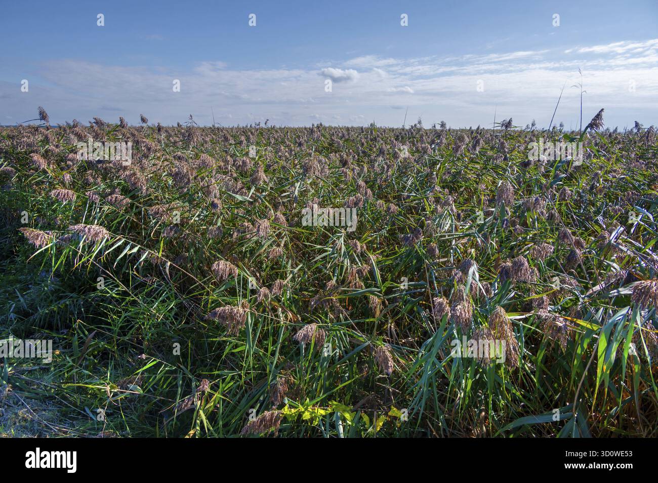 Reed, thatch (Phragmites australis) sulla laguna, Ahrenshoop, Darss, Mecklenbnurg-Pomerania occidentale, Germanloeanmd Foto Stock