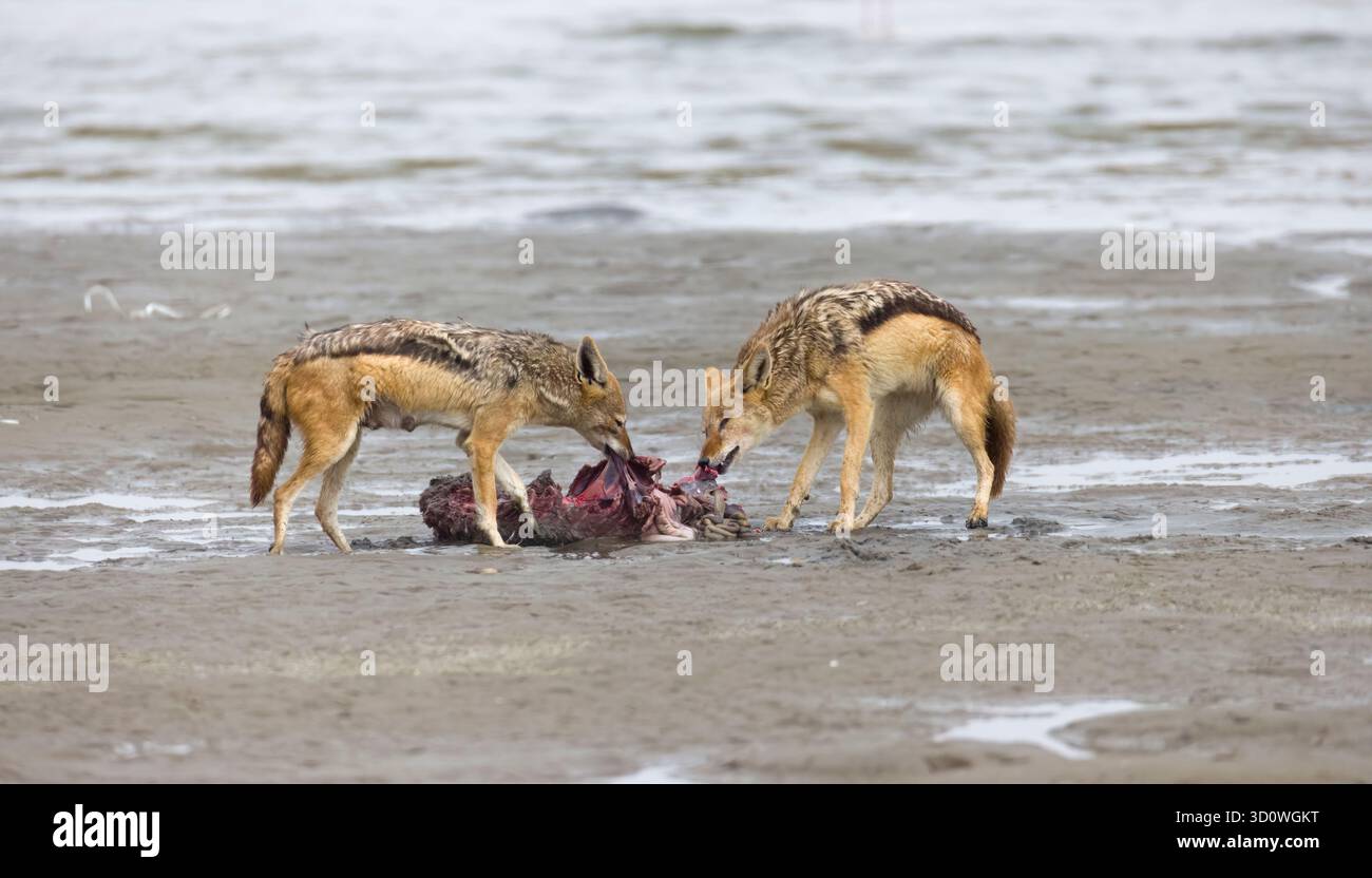 Black-backed Jackals che mangiano una foca di pelliccia morta a Walvis Bay in Namibia Foto Stock