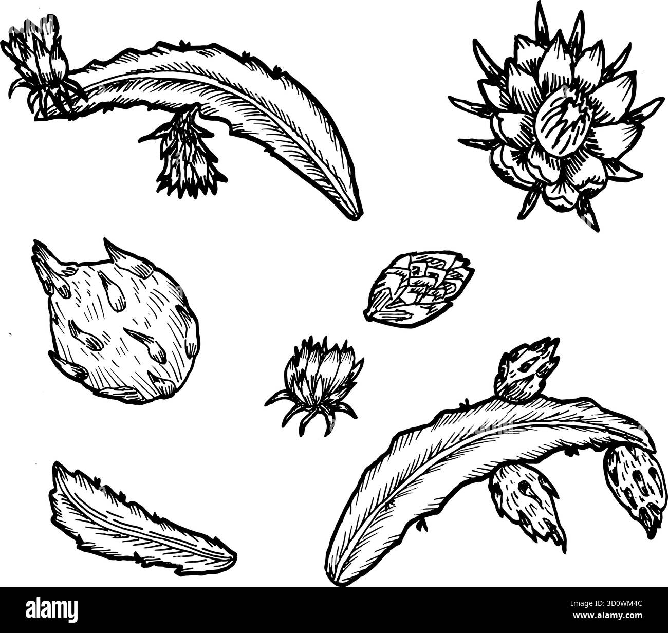 Dragon Fruit con foglie e fiori, set di illustrazioni vettoriali botaniche. Delinea il disegno artistico di frutti tropicali. Illustrazione Vettoriale