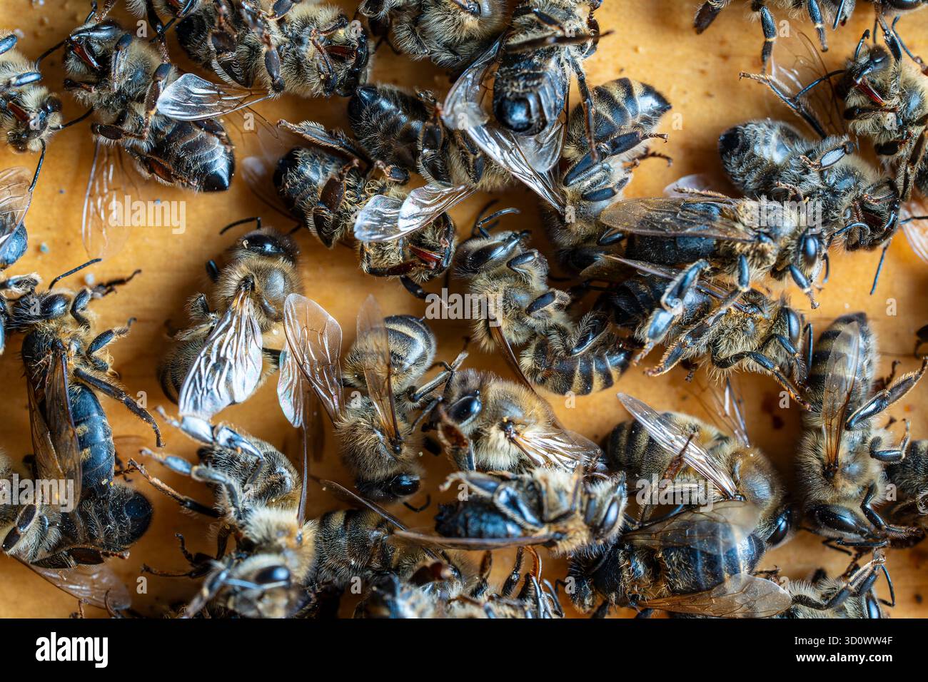 Molte api morte nell'alveare, da vicino. Disturbo del collasso delle colonie. Fame, esposizione ai pesticidi, parassiti e malattie Foto Stock