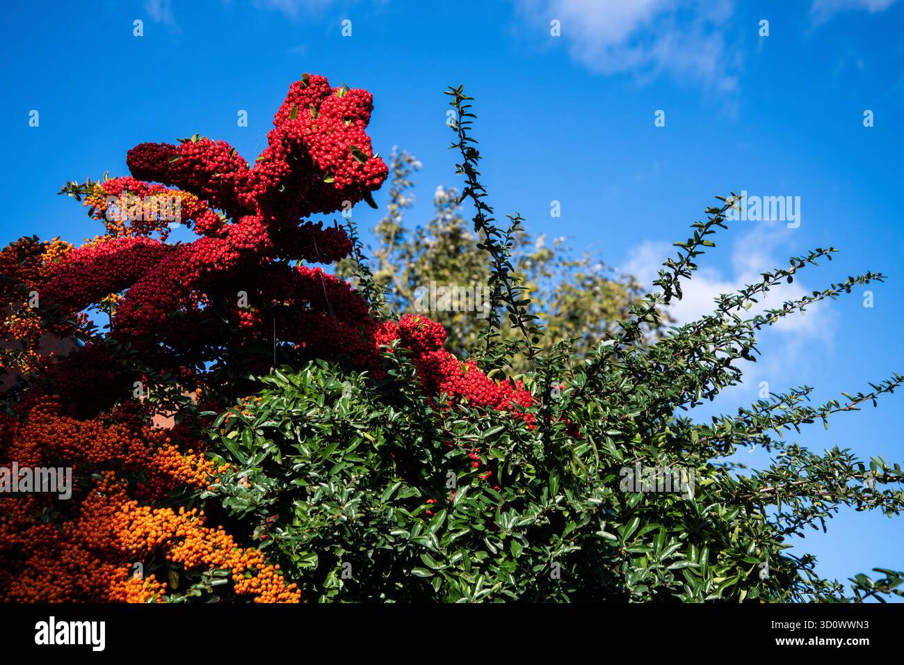 Vibrante arbusto di Pyracantha ricoperto di bacche rosse e arancioni adagiato su un cielo blu brillante, simboleggia il colore autunnale e la bellezza naturale. Foto Stock