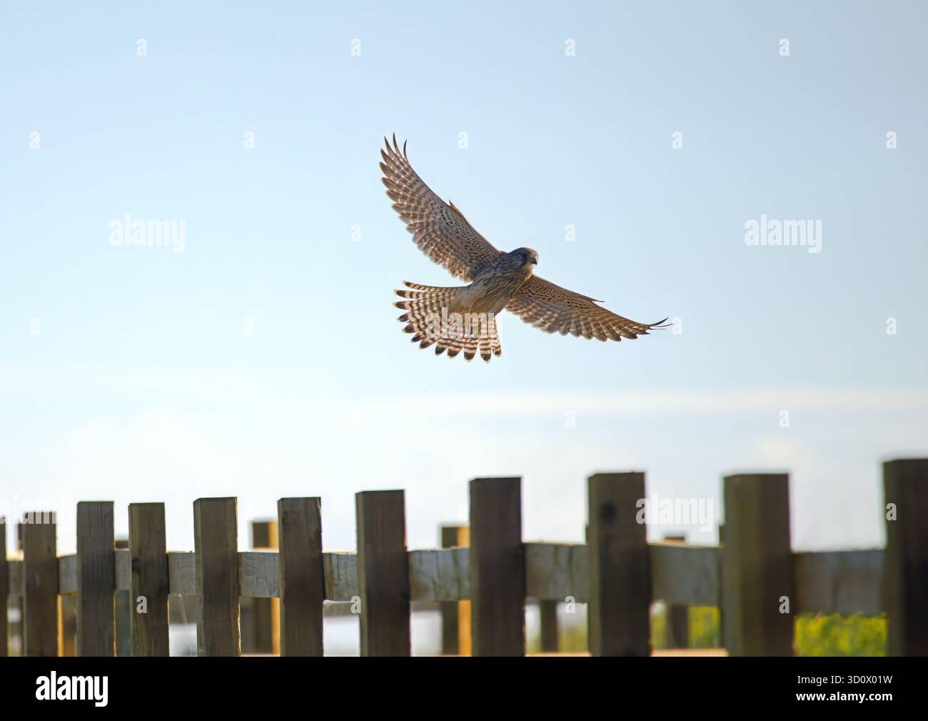 Kestrel che vola retroilluminato con ali e coda allungata Foto Stock