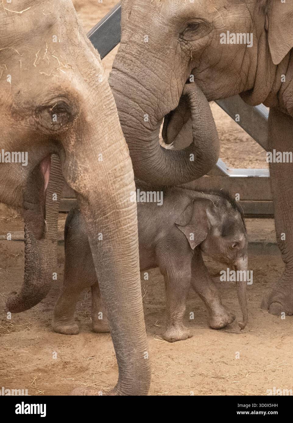 Zoo di Blackpool, Blackpool, Lancashire, Regno Unito. 24 ottobre 2025. Un raro elefante asiatico al Blackpool Zoo. Tara l'elefante ha dato alla luce un vitello femminile a settembre e ItÕs la prima femmina di elefante nata con successo allo zoo di Blackpool. Il nuovo arrivo fu chiamato Zaiya, che è di origine birmana e significa forza. Crediti: John Eveson/Alamy Live News Foto Stock