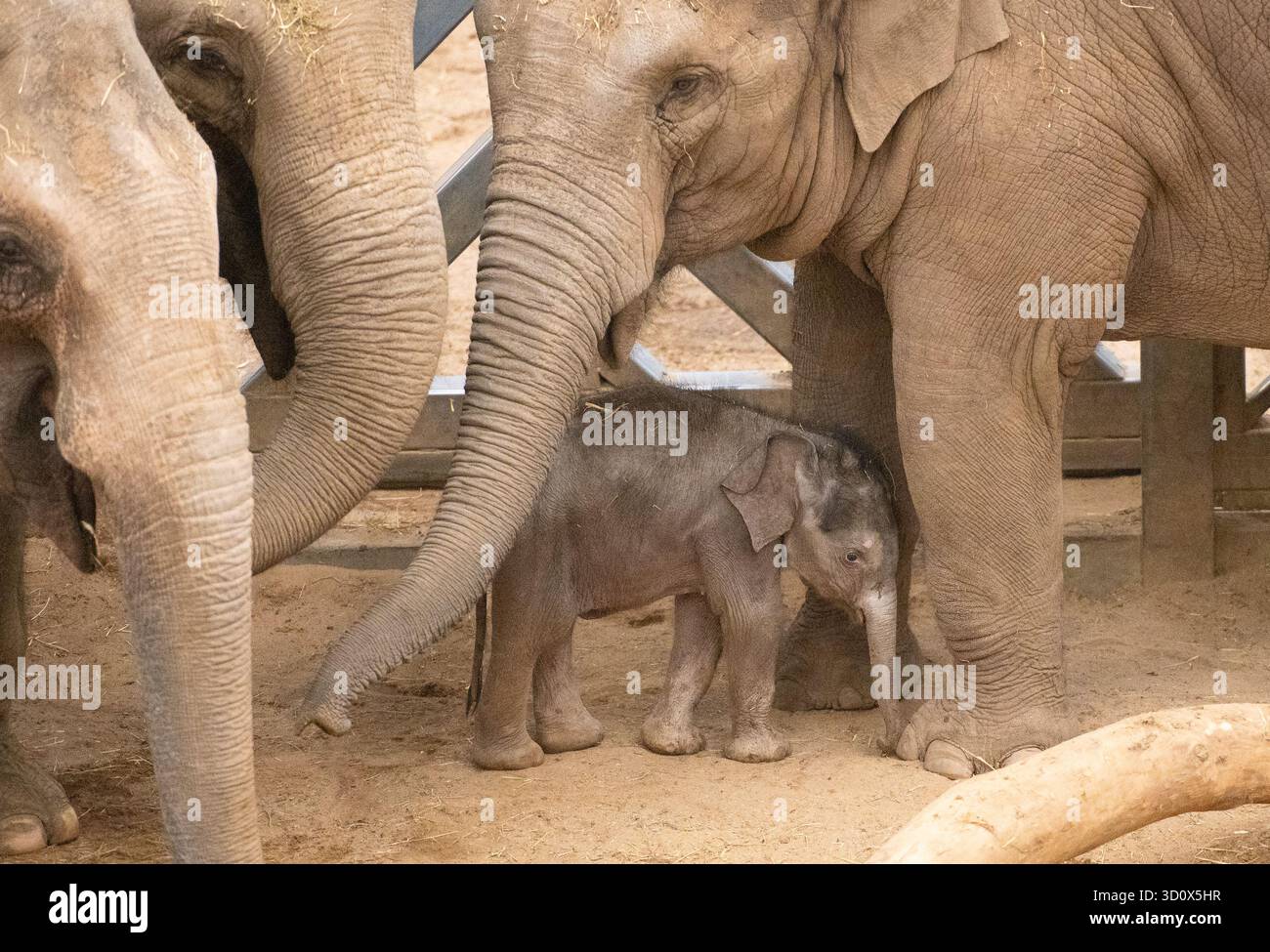Zoo di Blackpool, Blackpool, Lancashire, Regno Unito. 24 ottobre 2025. Un raro elefante asiatico al Blackpool Zoo. Tara l'elefante ha dato alla luce un vitello femminile a settembre e ItÕs la prima femmina di elefante nata con successo allo zoo di Blackpool. Il nuovo arrivo fu chiamato Zaiya, che è di origine birmana e significa forza. Crediti: John Eveson/Alamy Live News Foto Stock