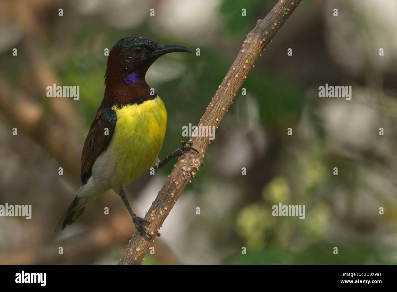 Viola-rumped Sunbird (Leptocoma zeylonica) Foto Stock