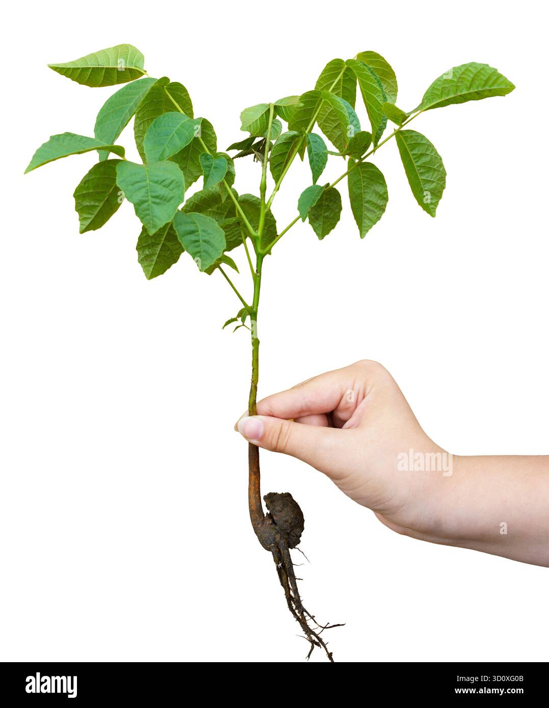 Una persona tiene una piccola pianta verde di noce con radici in mano, preparandosi a piantarla in giardino. L'impostazione appare luminosa e a fuoco. ISOL Foto Stock