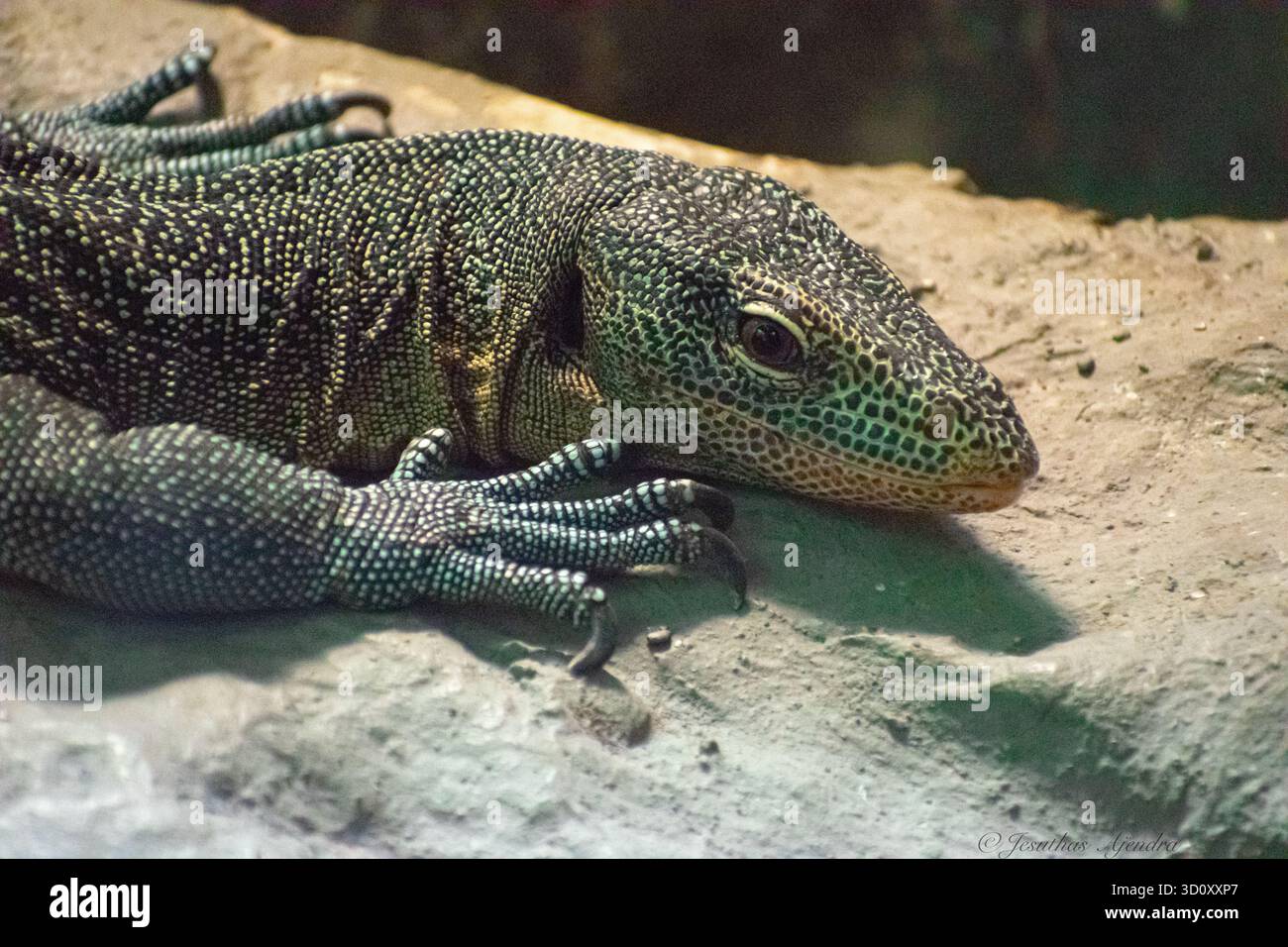 Il varano turchese (Varanus caerulivirens) è una specie di lucertole che si trovano in Indonesia. Foto Stock