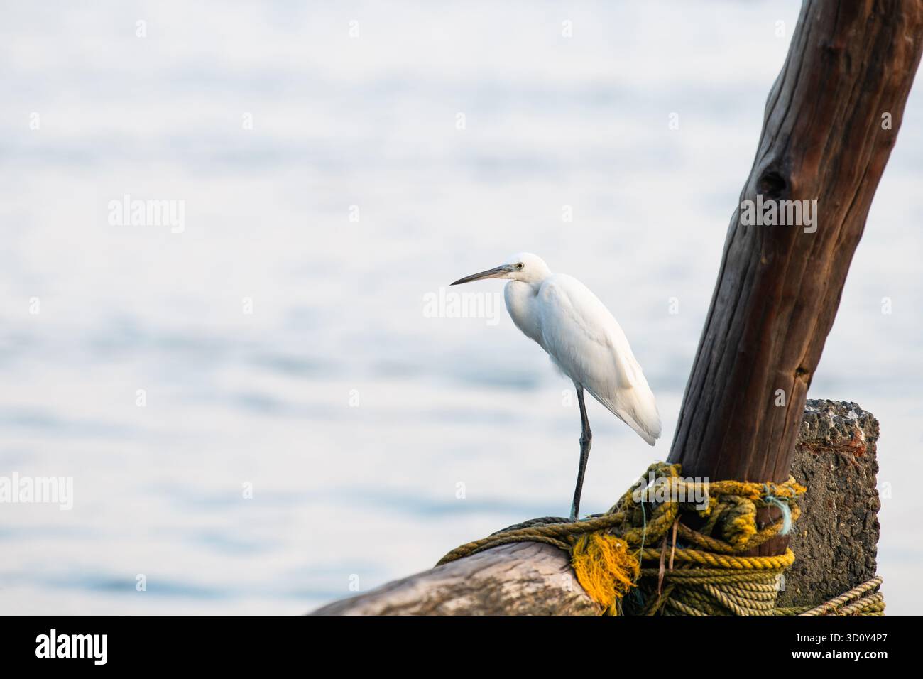 Little Egret, uccello indiano di Heron seduto su Una rete da pesca, fauna selvatica a Kochi, Kerala in India, Egretta Garzetta asiatica Foto Stock