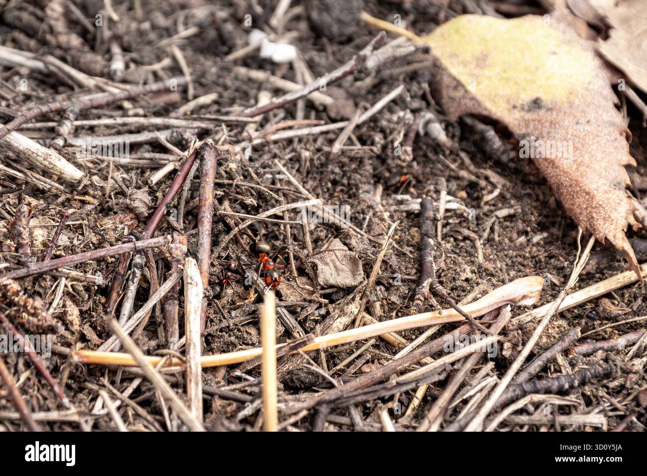 Primo piano di formiche rosse della foresta con un addome nero e un torace rossastro che si muovono tra ramoscelli secchi, particelle di terreno e frammenti di foglie, a dimostrazione di Foto Stock