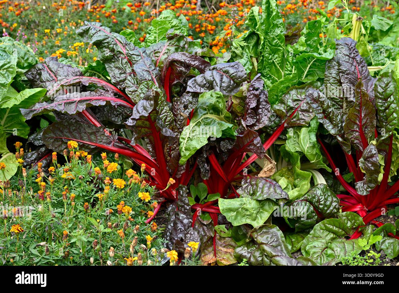 Foglie rosse e verdi a contrasto e steli di bietole svizzere che crescono con calendule come compagna di piantagione nel giardino inglese di settembre Foto Stock