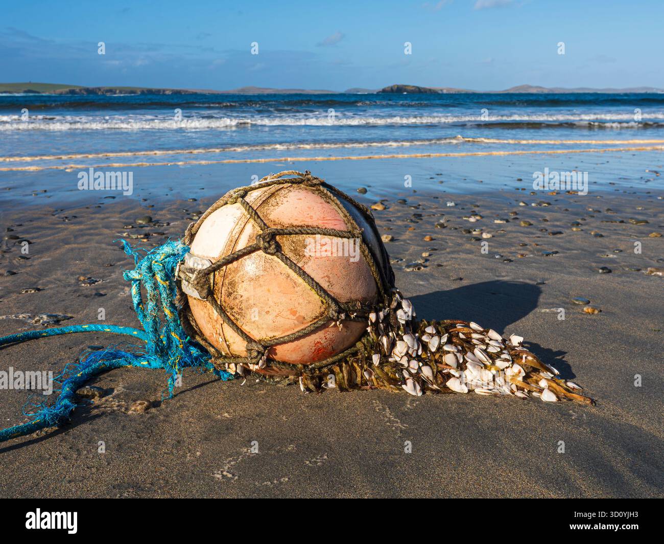 Goose Barnacles (Lepas anatifera) cresce su una boa bagnata sulla spiaggia di Maywick, Mainland Shetland, Scozia Foto Stock