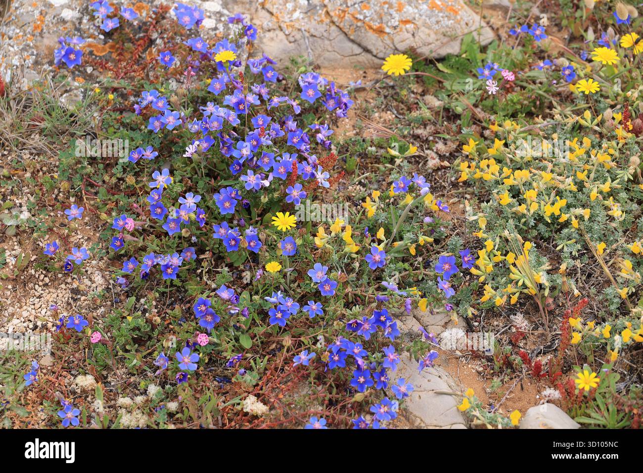 Fiori selvatici nella regione costiera dell'Algarve, Portogallo Foto Stock