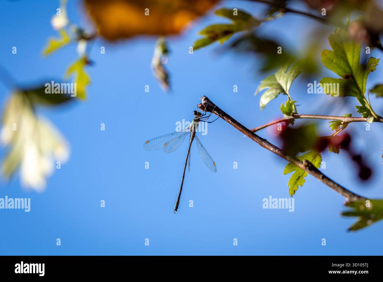 Una libellula che riposa graziosamente su un sottile ramo, circondata da foglie e illuminata dalla luce del sole contro un cielo blu brillante. La foto acquisisce il BE Foto Stock