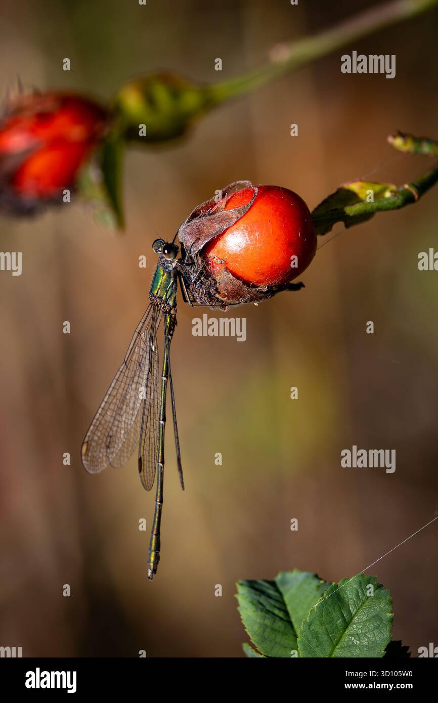 Un macro primo piano di una damigella smeraldo (Lestes sponsa) arroccata delicatamente su un'anca rosa rossa brillante. L'immagine acquisisce il contrasto tra il meta Foto Stock