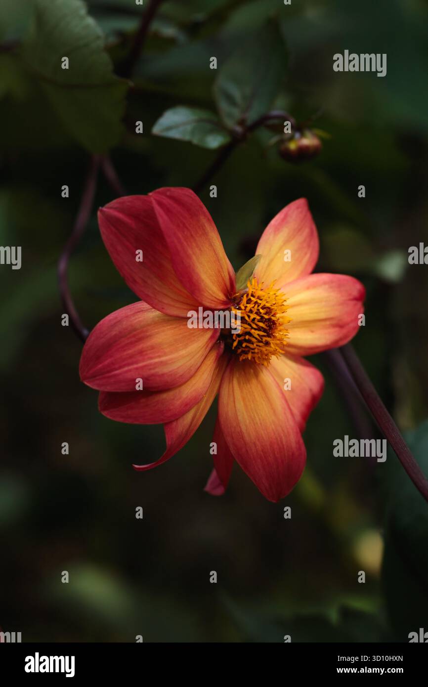 Vivace fiore dahlia rosso-arancione illuminato dalla luce soffusa dell'autunno su uno sfondo scuro. Il contrasto evidenzia la forma e la consistenza dei petali Foto Stock